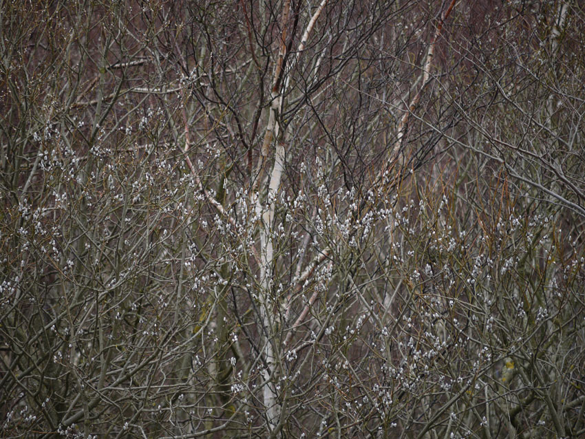 Birch and willow07.jpg